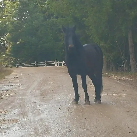 Aras Апартаменты Яхорина