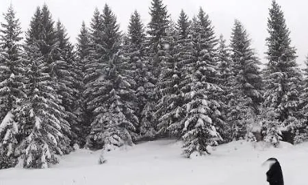 Aras * Jahorina