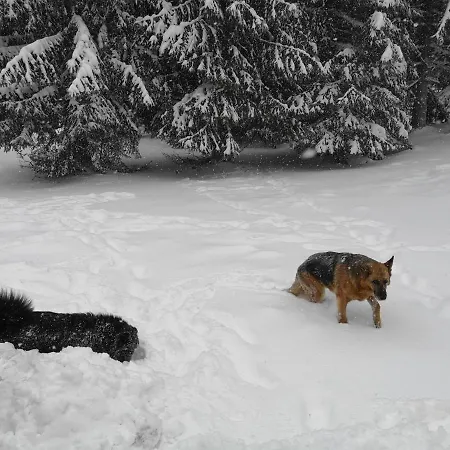 Апартаменты Aras Яхорина